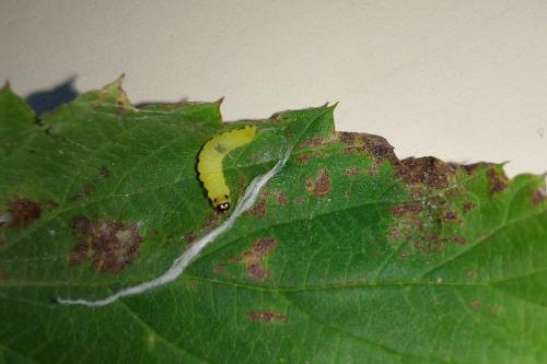 Ancylis laetana
